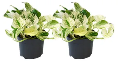 Immagine prodotto di Epipremnum Happy Leaf | 2 pezzi - 15cm - Ø12cm - Pianta d'appartamento - Multideal
