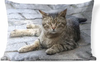Produktbild von MuchoWow® Outdoor Kissen - Katze - Tier - Braun - Mädchen - Kinder - Jungen - Kind - 50x30 cm - Wetterfest - Lounge Kissen - Sofa kissen - Wohnzimmer Dekoration