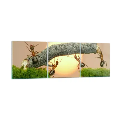 Produktbild von Bilder auf glas - Tiere Ameisen Brücke Natur - 150x50cm - Glasbilder - Wandbilder - Kunstdruck - zum Aufhängen bereit - Wanddekoration aus Glas - Glas Bilder - Wandbild auf Glas - GCA150x50-2104