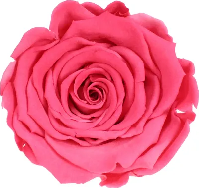 Produktbild von Infinity Rose L Ø5cm konserviert stabilisiert haltbar Rosenkopf ewige Rosenblüte 1 St. Rot-Pink (bic10)