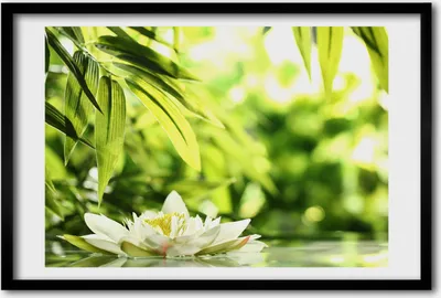 Produktbild von Bild 60x40 MDF-Rahmen, Wandkunst Seerose