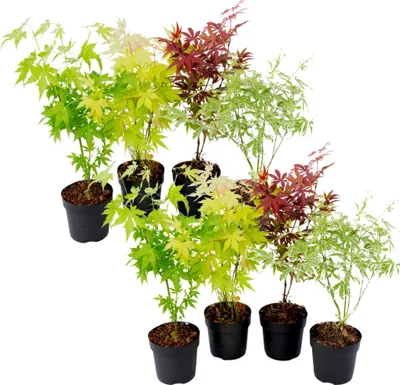 Produktbild von Japanischer Ahorn - 8 Stk - Acer palmatum - Höhe 25-40cm - ⌀11cm
