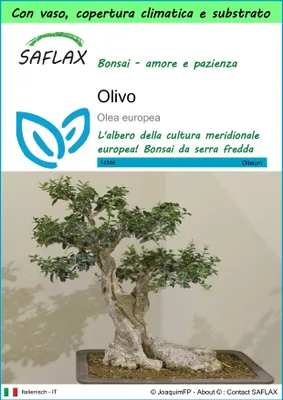 Immagine prodotto di SAFLAX Garden to go - Olivo - 20 semi - Olea