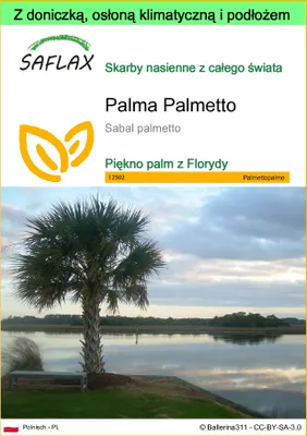 Zdjęcie produktu dla SAFLAX - Garden to go - Palma Palmetto - 8 Nasiona - Z doniczką, pokrywą klimatyczną i podłożem do uprawy - Sabal palmetto