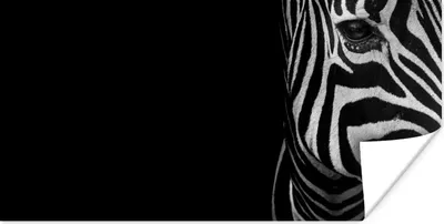Produktbild von MuchoWow® Poster Tiere - Zebra - Schwarz - Weiß 40x20 cm - Poster für die Wand - Poster Schlafzimmer