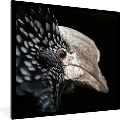 Produktbild von MuchoWow® Gerahmtes Poster Vogel - Schnabel - Federn 40x40 cm - Poster mit Schwarzem Bilderrahmen Wandposter Rahmen Foto Bilder - Mit Rahmen - Wanddekoration Schlafzimmer
