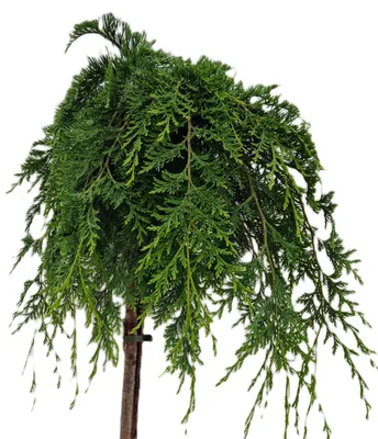 Obrázok produktu pre Chamaecyparis Lawsoniana Nidiformis Záhradný cyprus štandardný 60 - 80 cm vysoký