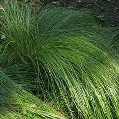 Produktbild von 6 x Japanische Segge - Carex morrowii  | Topf 9cm x 9cm