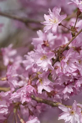 Produktbild von Prunus subhirtella 'Autumnalis', Winterkirsche, zartrosa, 60–100 cm