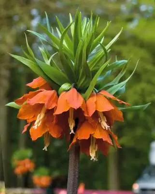 Obrázek produktu pro Řebčík královský FloraSelf 'Imperialis Rubra' 1 ks červený