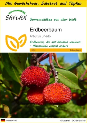 Produktbild von SAFLAX Anzucht Set - Erdbeerbaum - Arbutus unedo - 50 Samen - Mit Mini-Gewächshaus, Anzuchtsubstrat und 2 Töpfen