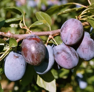 Produktbild von Hanita ® Pflaumenbaum - Buschbaum Topfballen (Versandzeit: ganzjährig)