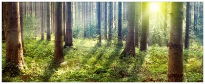 Produktbild von Wallario Premium Glasbild, freischwebende Optik, kräftige Farben, Größe 80 x 32 cm Motiv Sonnenuntergang im Wald zwischen den Bäumen