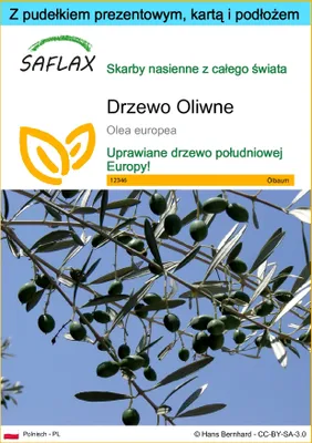 Zdjęcie produktu dla SAFLAX - Zestaw prezentowy - Drzewo Oliwne - 20 Nasiona - Z pudełkiem upominkowym, etykietą wysyłkową, kartą podarunkową i podłożem uprawowym - Olea europea