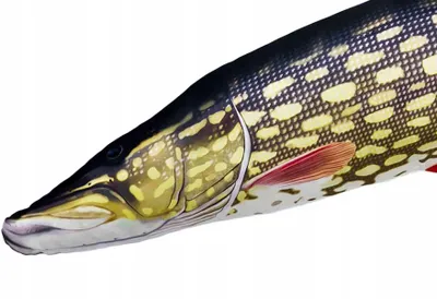 Produktbild von Fish Plüschtier Stofftier Plüschkissen Fischkissen Geschenkidee Kuscheltier 200cm