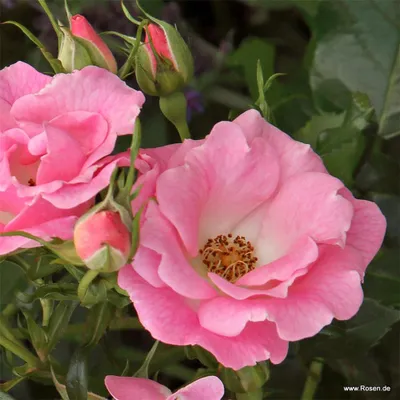 Produktbild von Kordes Kleinstrauchrose Roselina® Zartrosa
