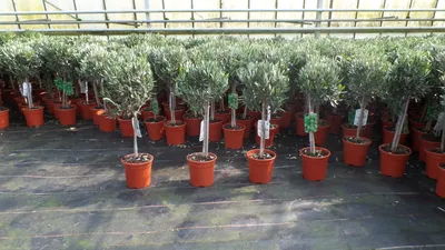 Produktbild von Olivenbaum Stamm Olive 80 - 100 cm hoch, beste Qualität, Olea Europaea