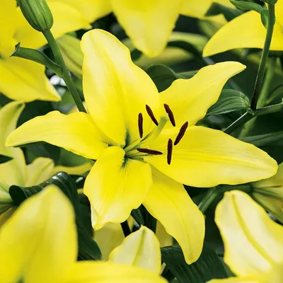 Produktbild von Lilien Blumenzwiebeln Zwiebeln Blumen Asiatische Lilie Yellow Power 1 St.