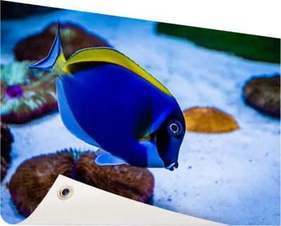 Produktbild von Gartenposter - 120x80 cm - Tropische Arztfische  - Modernes Wandbilder - Tierposter