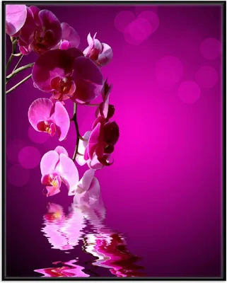 Produktbild von Wallario Wandbild Rosafarbene Orchidee  Blüten in pink, Größe: 40,30 x 50,30 cm, Poster mit schwarzem Aluminiumrahmen