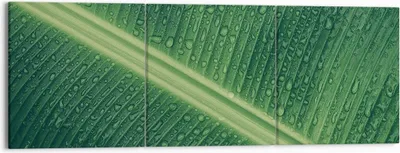 Produktbild von Bild auf Leinwand - Leinwandbild - 3 Teile - Makro Blatt Tropfen - 150x50cm - Wand Bild - Wanddeko - Wandbilder - Leinwanddruck - Bilder - Wanddekoration - Leinwand bilder - Wandbild - CA150x50-4372