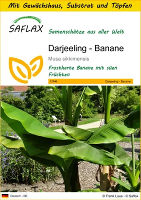 Produktbild von SAFLAX Anzucht Set - Darjeeling - Banane - Musa sikkimensis - 5 Samen - Mit Mini-Gewächshaus, Anzuchtsubstrat und 2 Töpfen