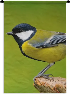 Produktbild von MuchoWow® Wandteppich Wandbehang Vogel - Kohlmeise - Tiere - Grün 90x135 cm Tapisserie Dekoration Wandtuch - Baumwolle - Wandskulptur