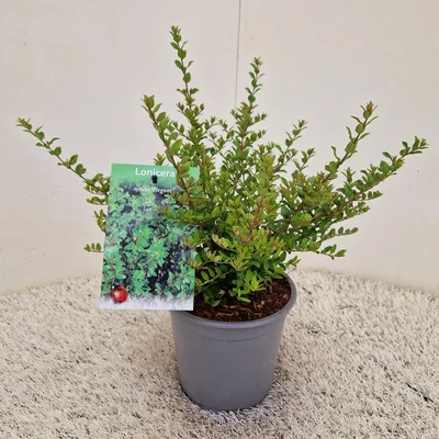 Obrázok produktu pre Lonicera nitida 'Elegant' – zimolez | 20–30 cm v črepníku