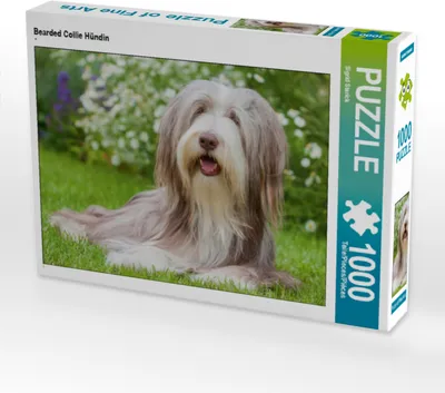Produktbild von CALVENDO Puzzle Bearded Collie Hündin | 1000 Teile Lege-Größe 64x48cm Foto-Puzzle für glückliche Stunden