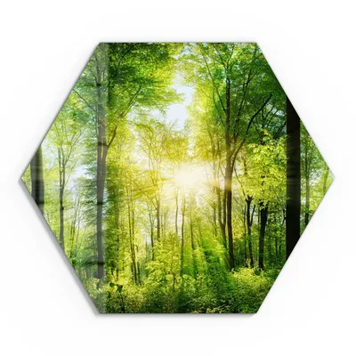 Produktbild von DEQORI Glasbild Echtglas 40x35 cm 'Sonne durchbricht Wald' Wandbild Bild modern Deko