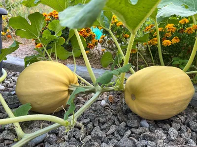 Image de 15 graines de courge spaghetti Vegetable Spaghetti Courge Vegan Légumes
