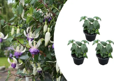 Image de Bloomique - Lot de 3 - Fuchsia Delta Sarah - Fuchsiatte - Plantes de jardin - Résistante à l'hiver - Pot 9 cm - 15-25 cm