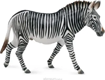 Obrázok produktu pre Zebra Grevyho