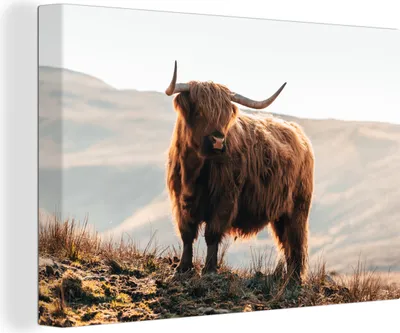 Produktbild von OneMillionCanvasses® - Leinwandbilder - 150x100 cm, Schottische Hochlandrind - Tiere - Ländlich - Landschaft - Kuh - Natur, Wandbilder Kunstdruck Wanddekoration - Foto auf Leinwand -