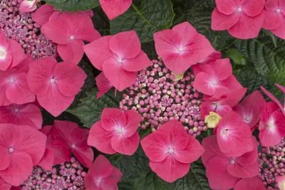 Zdjęcie produktu dla Hydrangea macrophylla 'Kardinal', Bauernhortensie, zgnilizna, 40-60 cm