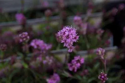 Produktbild von 6 x Lychnis alp. 'Rosea' - Lichtnelke - Topf 9 x 9 cm