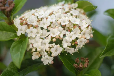 Produktbild von Viburnum tinus 'Ladybird', Lorbeer-Schneeball, immergrün, 50–60 cm