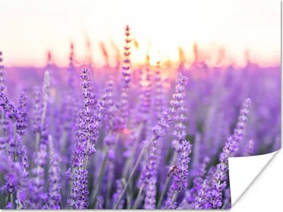 Produktbild von MuchoWow® Poster Lavendel - Nahaufnahme - Lila - Blumen 160x120 cm - Foto Plakat