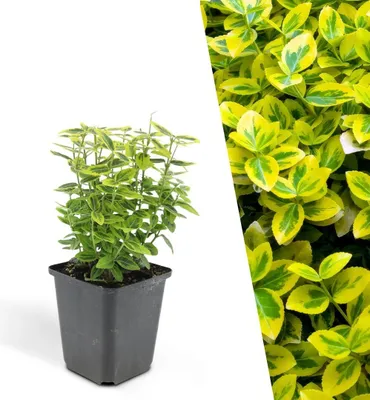 Produktbild von Plants by Frank | 6 Gelbe Spindelstrauch Pflanzen | Euonymus Fortunei 'Emerald 'n Gold' | Bodendecker | Winterhart | Mehrjährig | Kriechspindel | Zwergstrauch | Immergrün | Gartenpflanzen