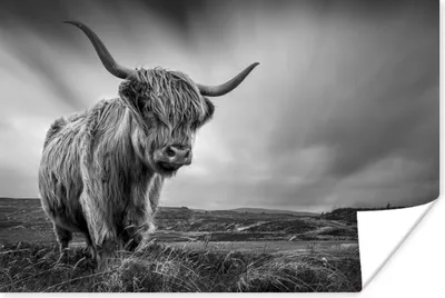 Produktbild von MuchoWow® Poster Kühe - Schottische Hochlandkühe - Natur - Tiere - Schwarz und weiß 120x80 cm - Bilder