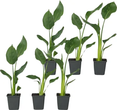 Image de Oiseau de paradis - Set de 6 - Strelitzia reginea - Hauteur 25-40cm - ⌀9cm