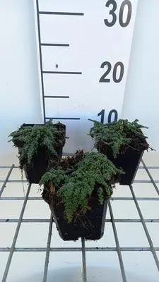 Immagine prodotto di 6 x Thymus hybr. 'Elfin' - Timo - Vaso 9 x 9 cm