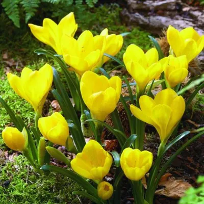 Obrázok produktu pre Jesenný narcis - 10 x Sternbergia Lutea