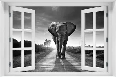 Produktbild von Wallario selbstklebendes Poster mit Fenster-Illusion - Elefant bei Sonnenaufgang in Afrika schwarzweiß, Größe: 100 x 150 cm