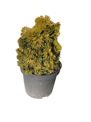 Immagine prodotto di Chamaecyparis obt. 'Aurora' - Cipresso di Hinoki 'Aurora' | 20-25 cm in vaso