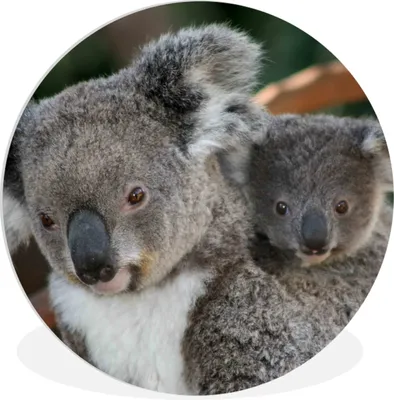 Produktbild von MuchoWow® Rundes Wandbild - Runde Bilder Koalas - Vater - Kind - Jungen - Mädchen Ø 60 cm Kreis Wanddekoration Kunststoff - Wandkreis - Wandschmuck - Wand Kreis - Das Schlafzimmer - Die Bilder - Wandmalerei - Kunst für das Haus - das Plastik