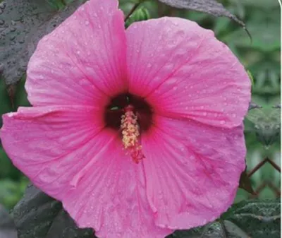 Immagine prodotto di XXL Hibiscus moscheutos 'Royal Gem' ®  Ibisco gigante Ibisco arbustivo