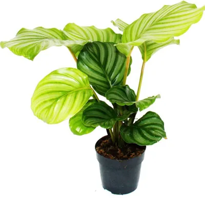 Produktbild von Schattenpflanze im Zebra-Look - Calathea orbifolia - 12cm Topf - ca. 40cm hoch