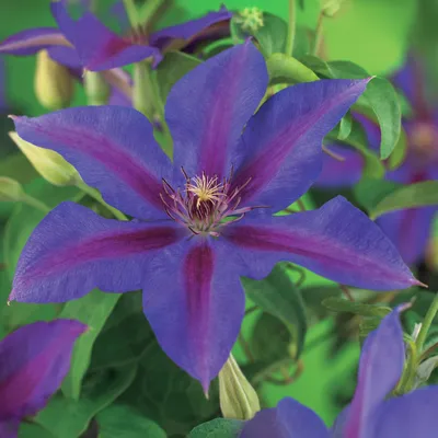 Obrázek produktu pro Popínavá rostlina Clematis Mrs. N. Thompson – fialové květy – nenáročná na péči – 2 rostliny – 11 cm, výška 40 cm – do zahrady, na balkon a na pergoly