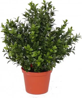 Produktbild von Kunstliche Pflanze - Buchsbaum - grun - im Topf - 31 cm - Buro/Heimburo